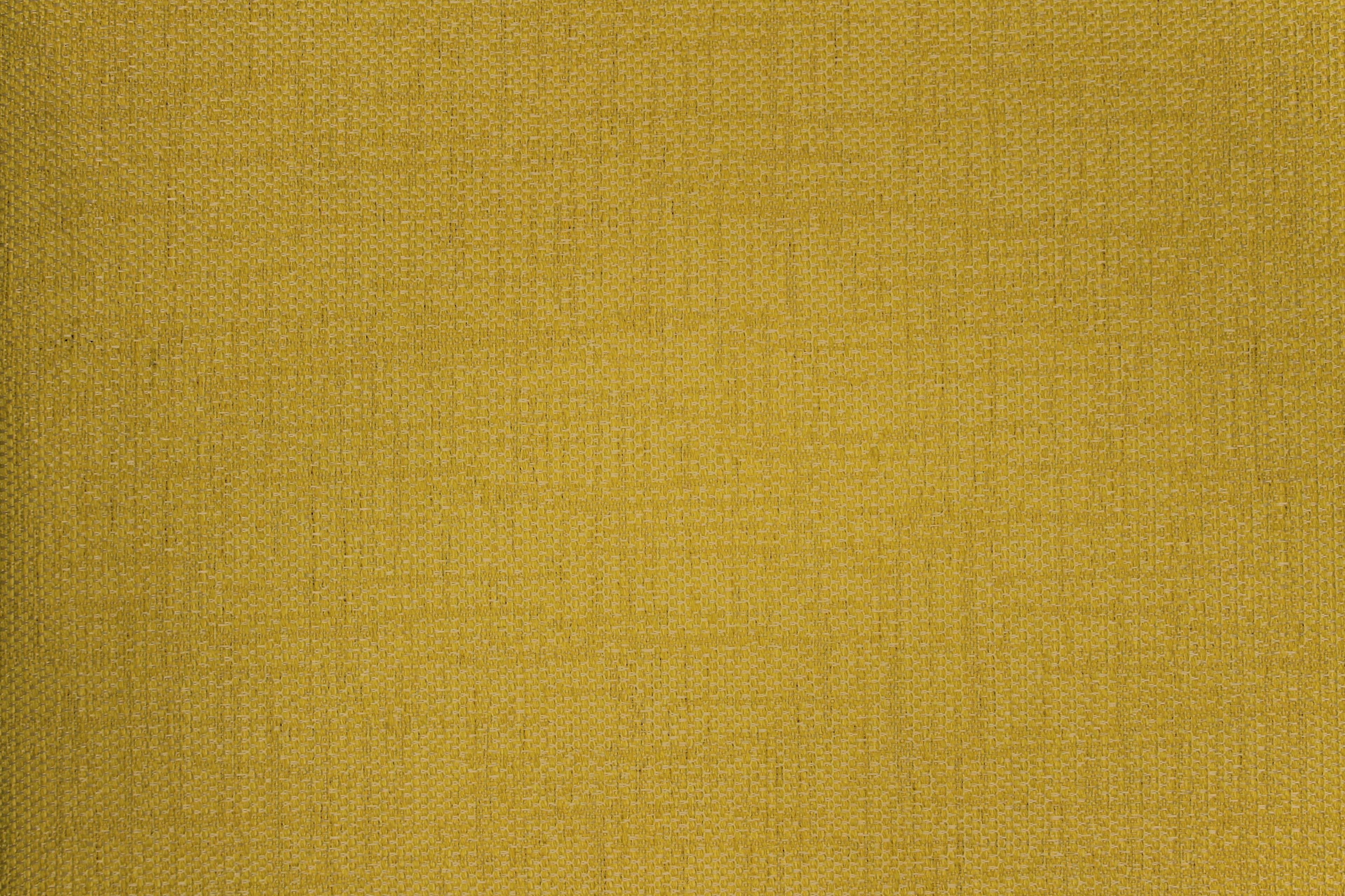Tailor Dandelion